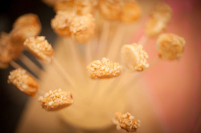 Close-up of flowers