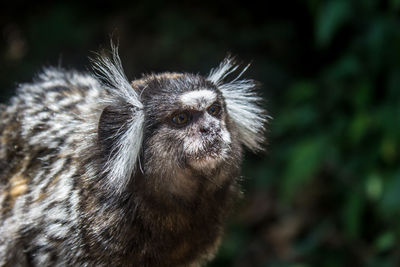 Close-up of lemur