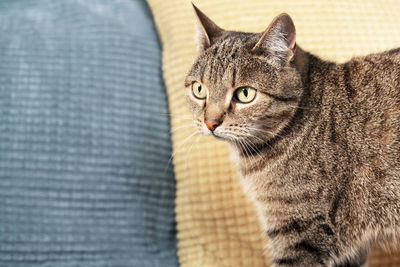 Striped tabby beige cat with green eyes against blue yellow pillows cute pets animals copy space