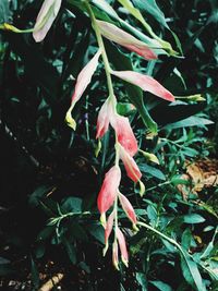 Close-up of flower growing on plant