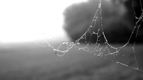 Close-up of water drops on spider web