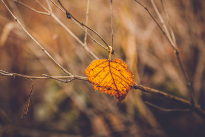 Close-up of yellow leaf on plant