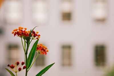 Close-up of flowering plant