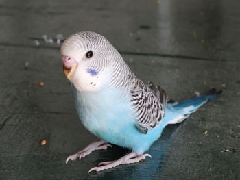 Close-up of parrot perching