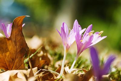 Close-up of purple crocus flowers