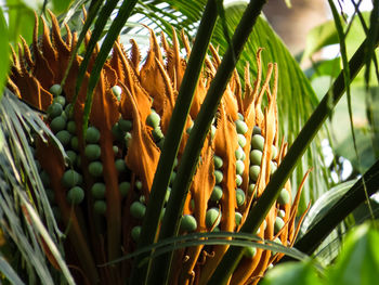 Close-up of fresh corn plants