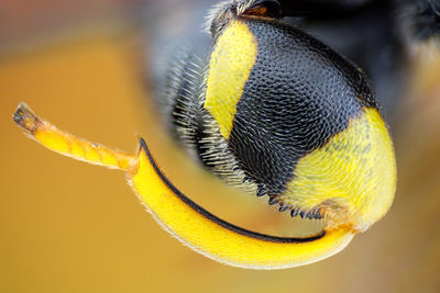 Close-up of yellow insect