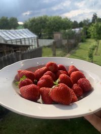 Close-up of strawberries in plate