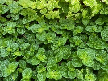 Full frame shot of plants
