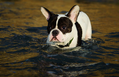 Close-up portrait of dog