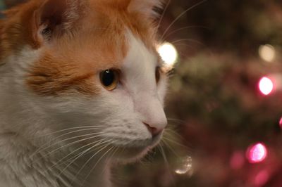 Close-up of cat