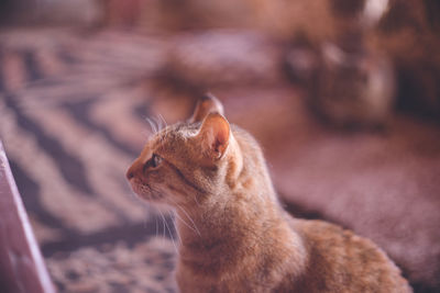 Stray cat in dahab, a diving resort in the red sea, sinai peninsula, egypt