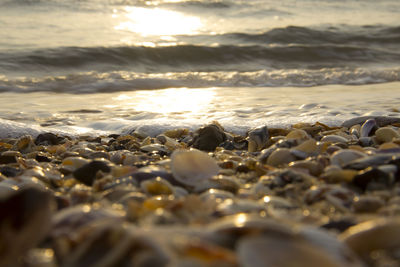 Surface level of pebble beach