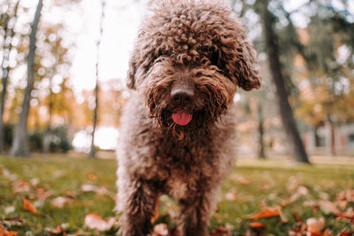 Portrait of dog on field