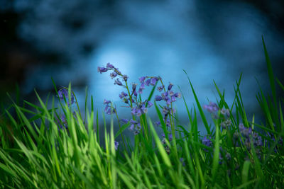 Close-up of purple flowering plants on land