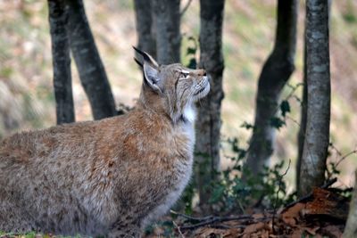 View of lynx in forest