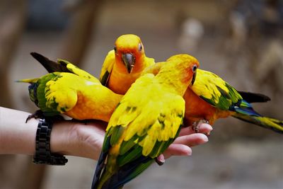 Cropped image of hand holding yellow birds perching on branch