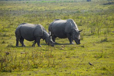 The rhinos of kaziranga