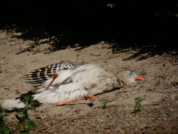 High angle view of birds on land