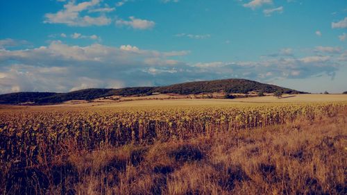 Scenic view of field against sky