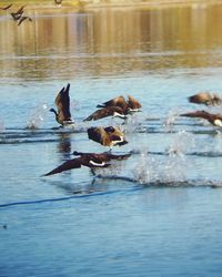 Birds in calm water