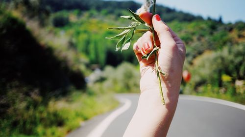 Close-up of hand holding flower on road