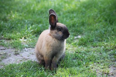 View of a rabbit on field