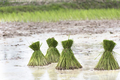 Plants growing on field