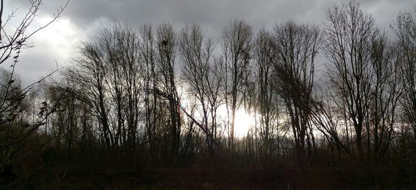 Sun shining through trees