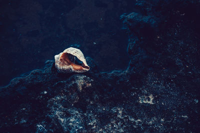 High angle view of seashell on rock