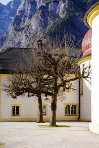 Tree by building in city
