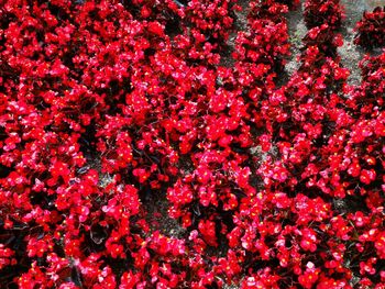 Full frame shot of pink flowering plants