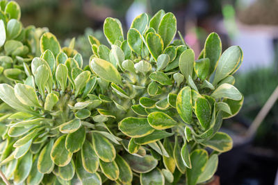 Close-up of succulent plant leaves