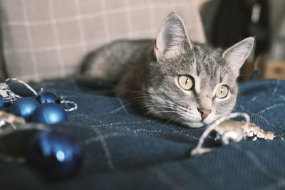 A domestic striped gray cat sits on a bed on a blue plaid surrounded by glass christmas decorations 