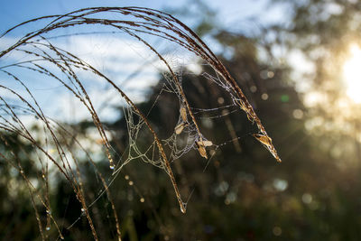 Close-up of spider web on plant