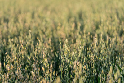 Full frame shot of oat field