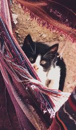 Close-up portrait of cat