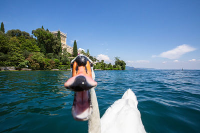 Funny swan ist biting into camera at lake garda villa borghese italy