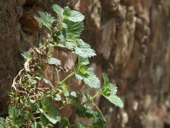 Close-up of plant