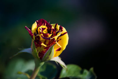 Close-up of yellow flowering plant