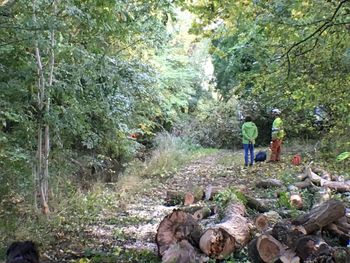 People on footpath in forest