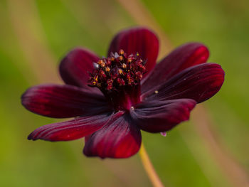 Close-up of pink flower