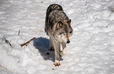 Wolf on snow covered field