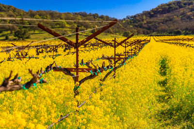 Scenic view of agricultural field
