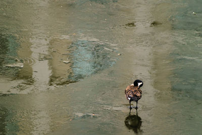 Reflection of woman photographing in water