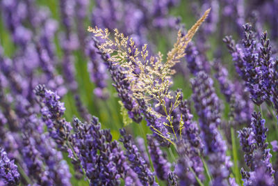 Close-up of purple flowering plants on field