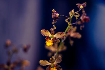 Close-up of flowering plant against blue sky