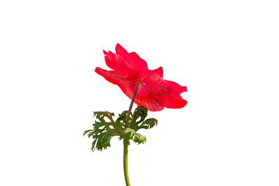 Close-up of red rose against white background