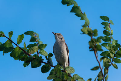 Low angle view of bird perching on branch against blue sky