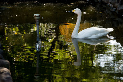 Swan swimming in lake